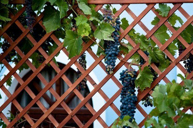 Как сделать виноградник своими руками во дворе фото